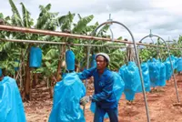 South African citrus farmers’ fortunes sour