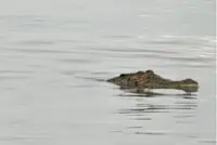 Firemen search for crocodile attack victim