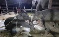Myanmar's rare twin elephant calf dies after being accidentally trampled by mother