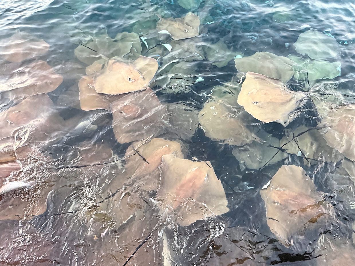 Stingrays