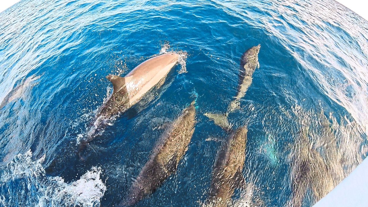 Dolphins swimming ahead at the bow of a boat.lago.