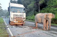 Ecowatch: At a crossroads over wildlife roadkill