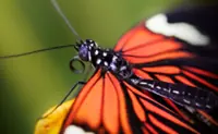 Indonesia foils illegal online trade of rare insects