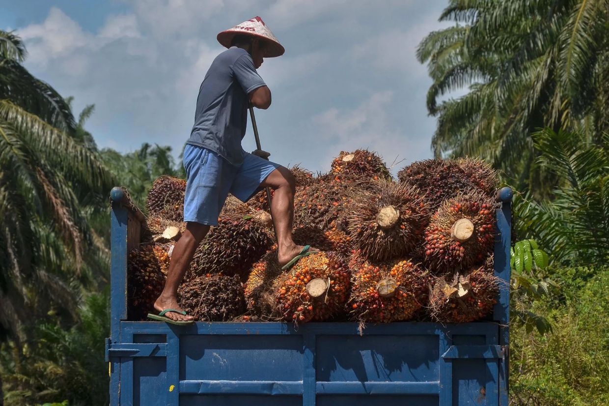RHB Research has downgraded the plantation sector to “neutral” from “overweight” previously. — Bloomberg