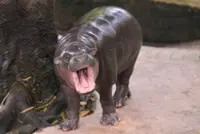 Hippo birthday: Thai internet sensation Moo Deng is a year old
