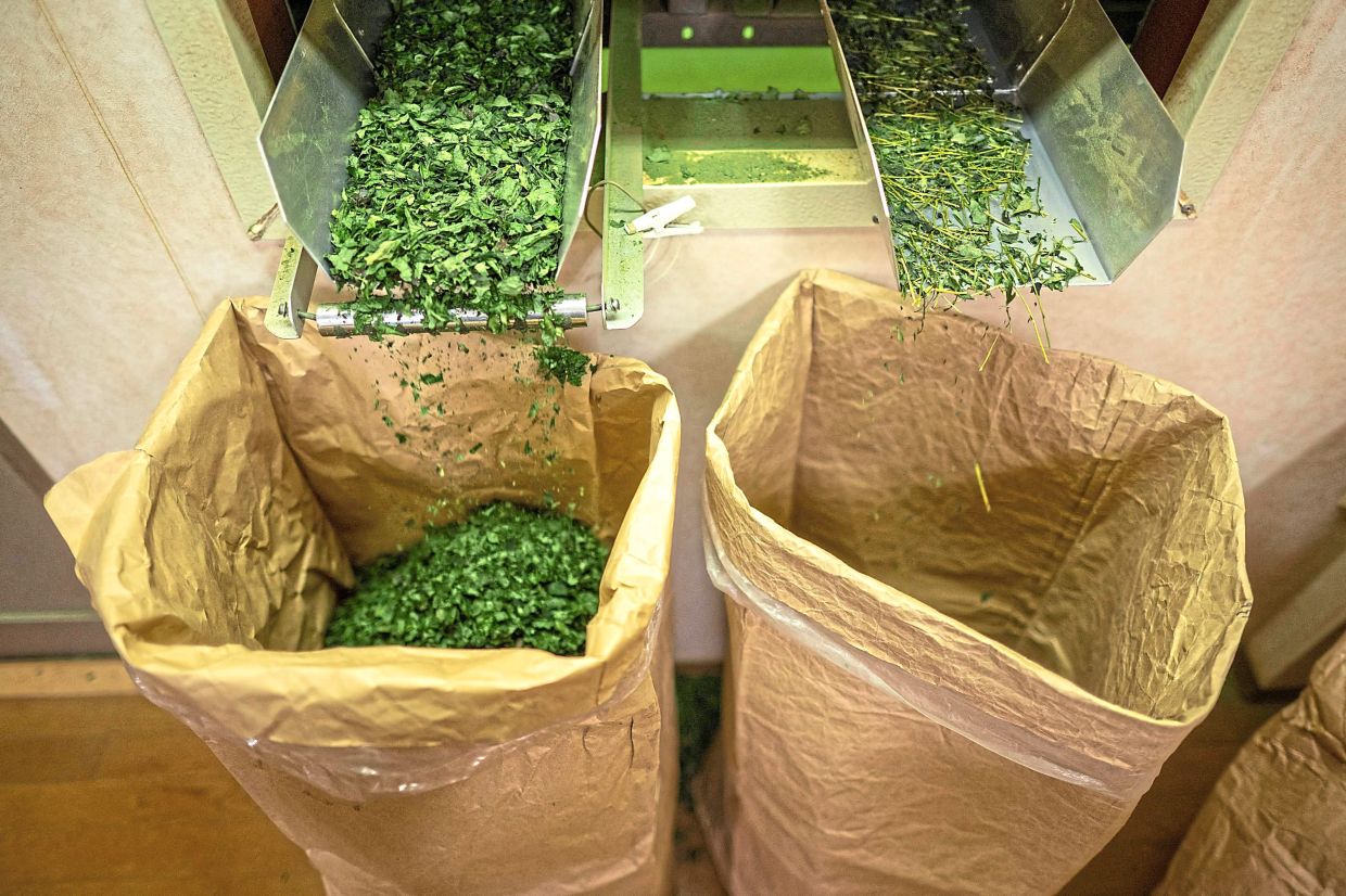 Bags of tea are seen at a tea processing factory in Sayama. — AFP