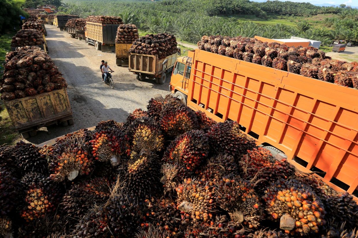 CIMB Research viewed the developments as “negative” for upstream plantation companies with exposure in Indonesia.