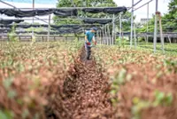Matcha mania drinks tea farms dry