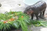 Hippo birthday, Moo Deng!