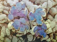 Black ginger could help to combat cancer