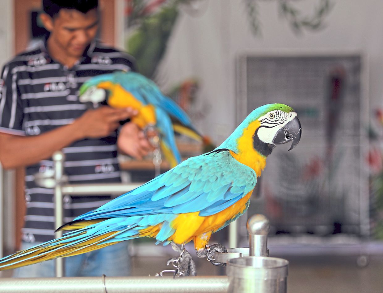 Parrots are popular pets among Malaysians.