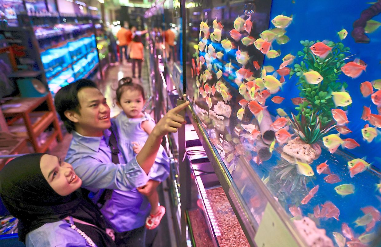Around 13% of Malaysians own ornamental fish, according to a study.