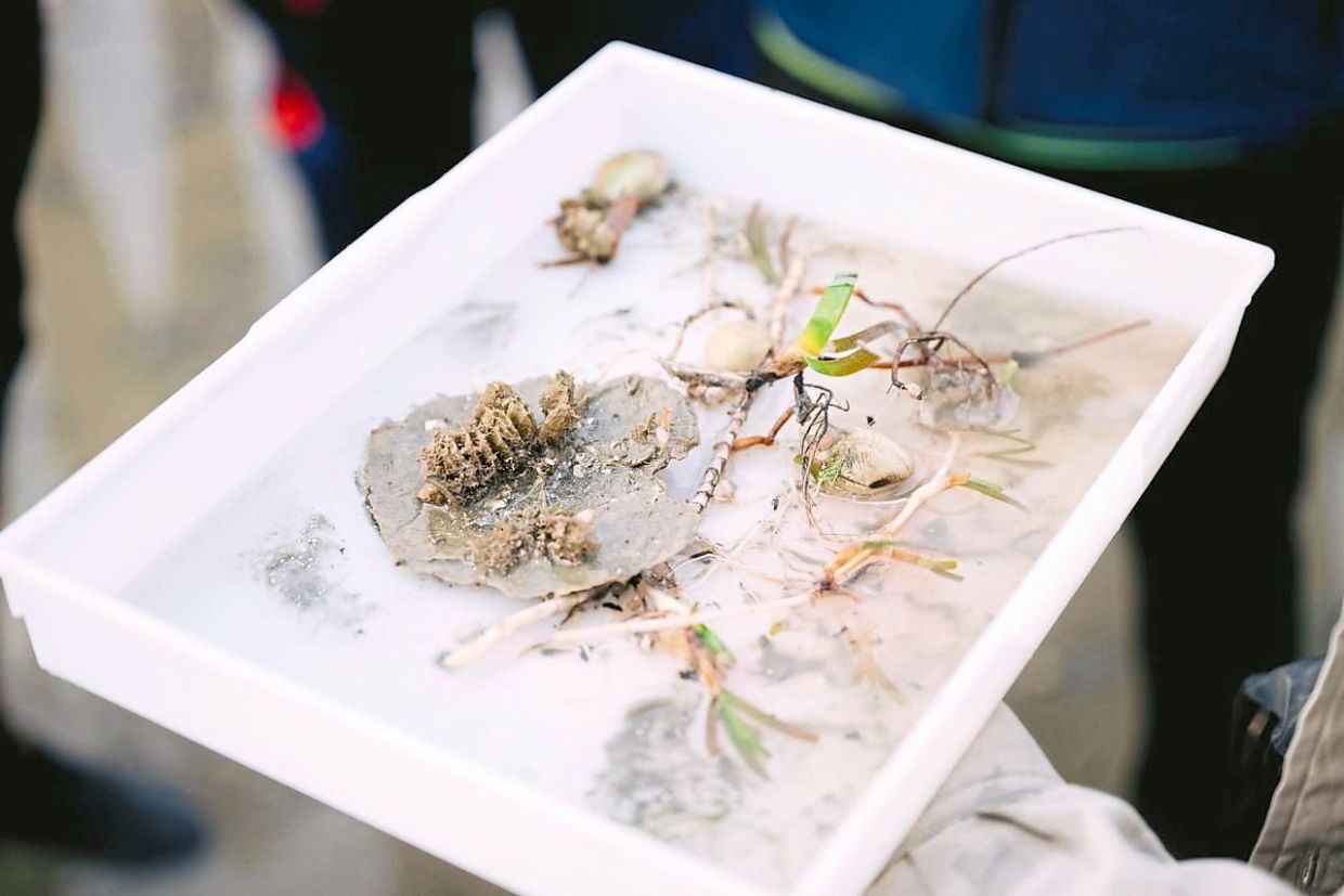 Samples of seagrass and marine organisms collected from Johor’s coastal area.