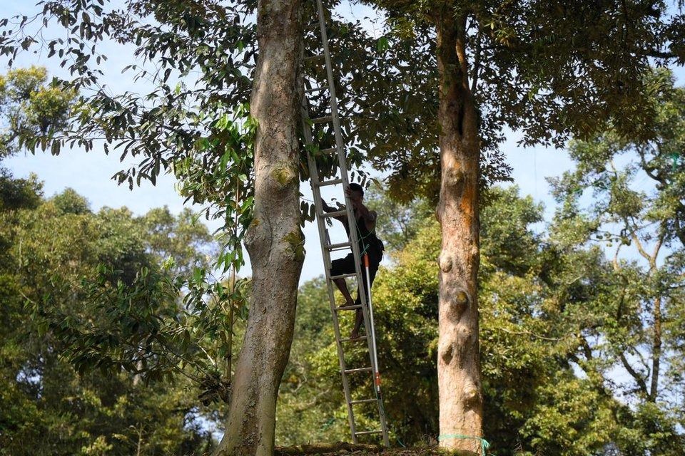 A VS Farms worker tying the branches of a tree to make sure its fruits do not fall prematurely. - Photo: ST