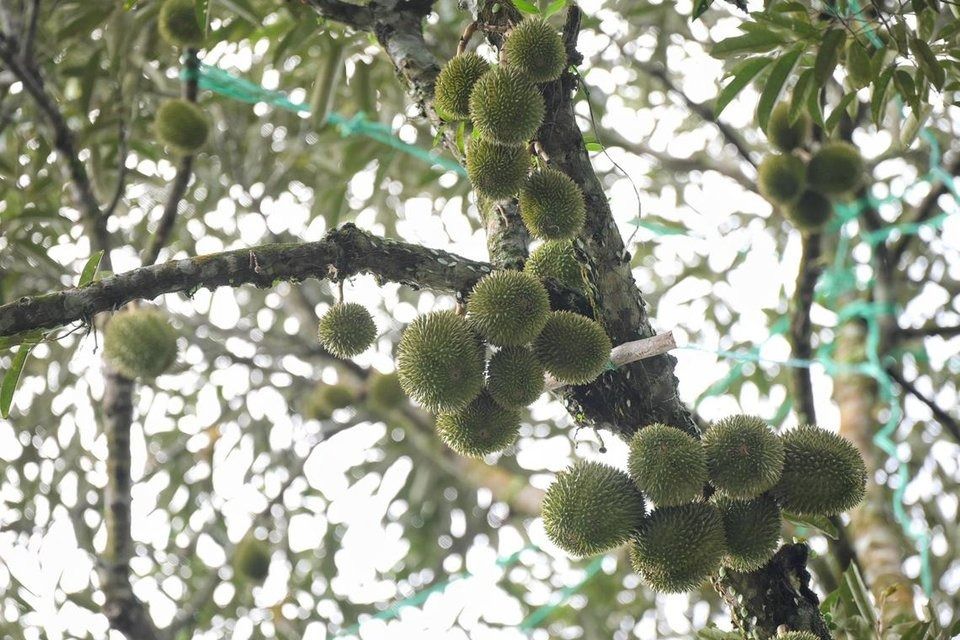 Fruit on a durian tree at VS Farms in Bekok, Johor, in early June. - Photo: ST