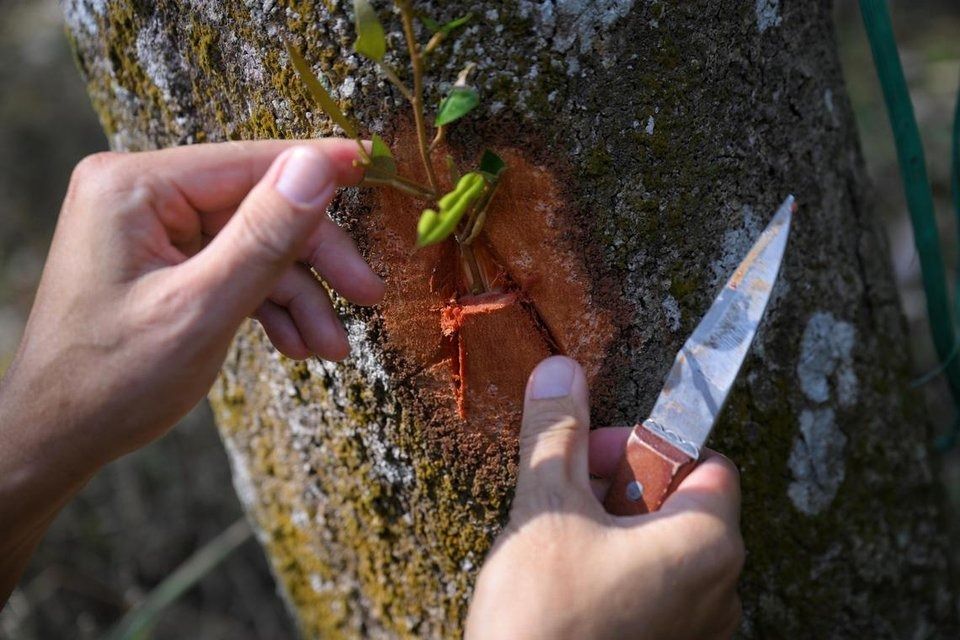 Chin demonstrating the process of budding, a method of plant propagation, at his farm in Bekok. - Photo: ST