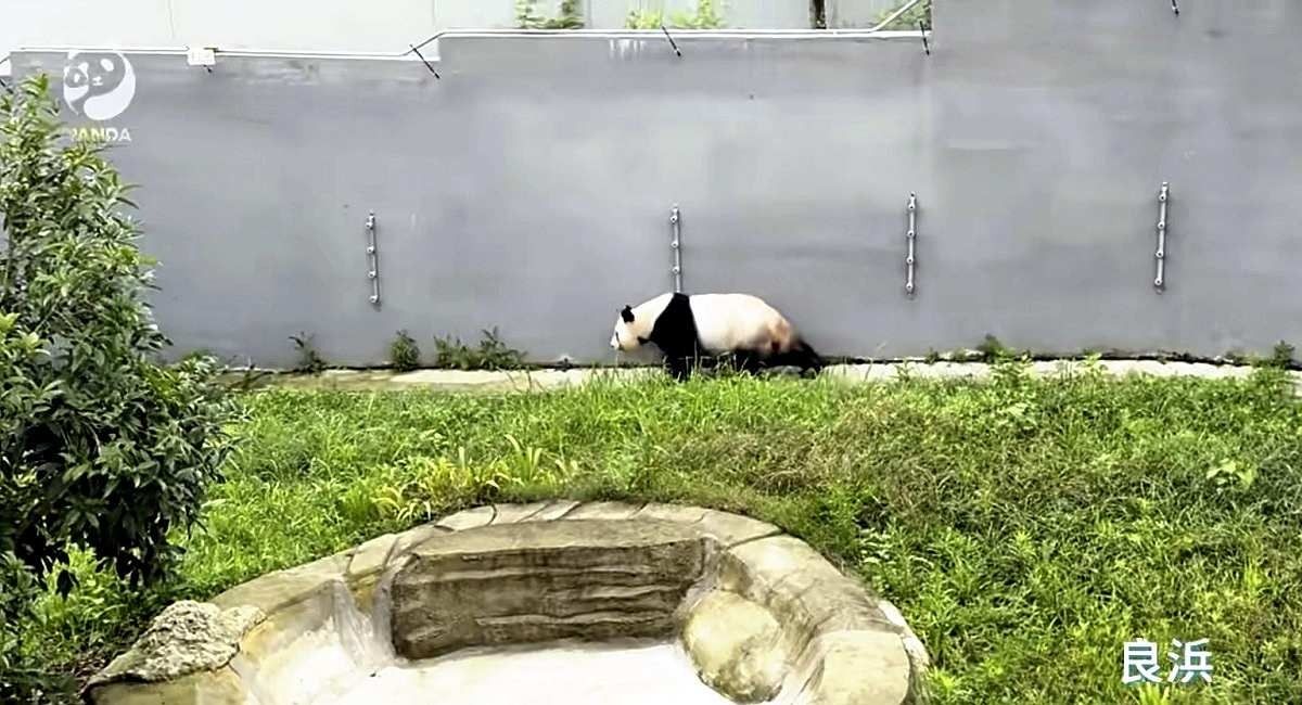 Rauhin. - Photo: from a video released by the Chengdu Research Base of Giant Panda Breeding on its social media account.