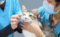 Malaysia’s growing pet love story
