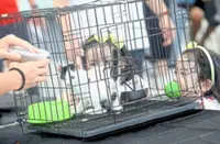 Joy in loving, sorrow of losing cherished pets