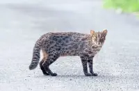 ‘Forever chemicals’ threaten rare leopard cats