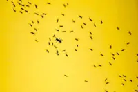 Restaurant may face charges for adding ants to 12,000 dishes