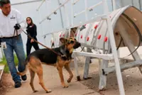 Sniffer dogs help Mexico fight the flesh-eating screwworm