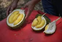 The rise of Tupai King, the rage of weather: How durian season is changing