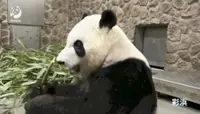 Four giant pandas seen well after returning to China from Japan's Wakayama Prefecture