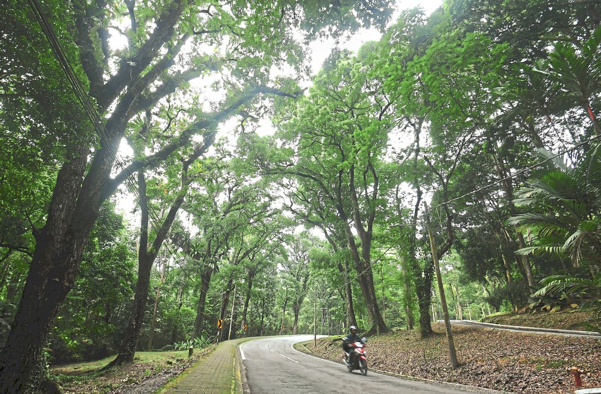 nowInterview officers from Forest Research Institute Malaysia (FRIM) for the recently tree inccident cases in town. — SIA HONG KIAU/The Star