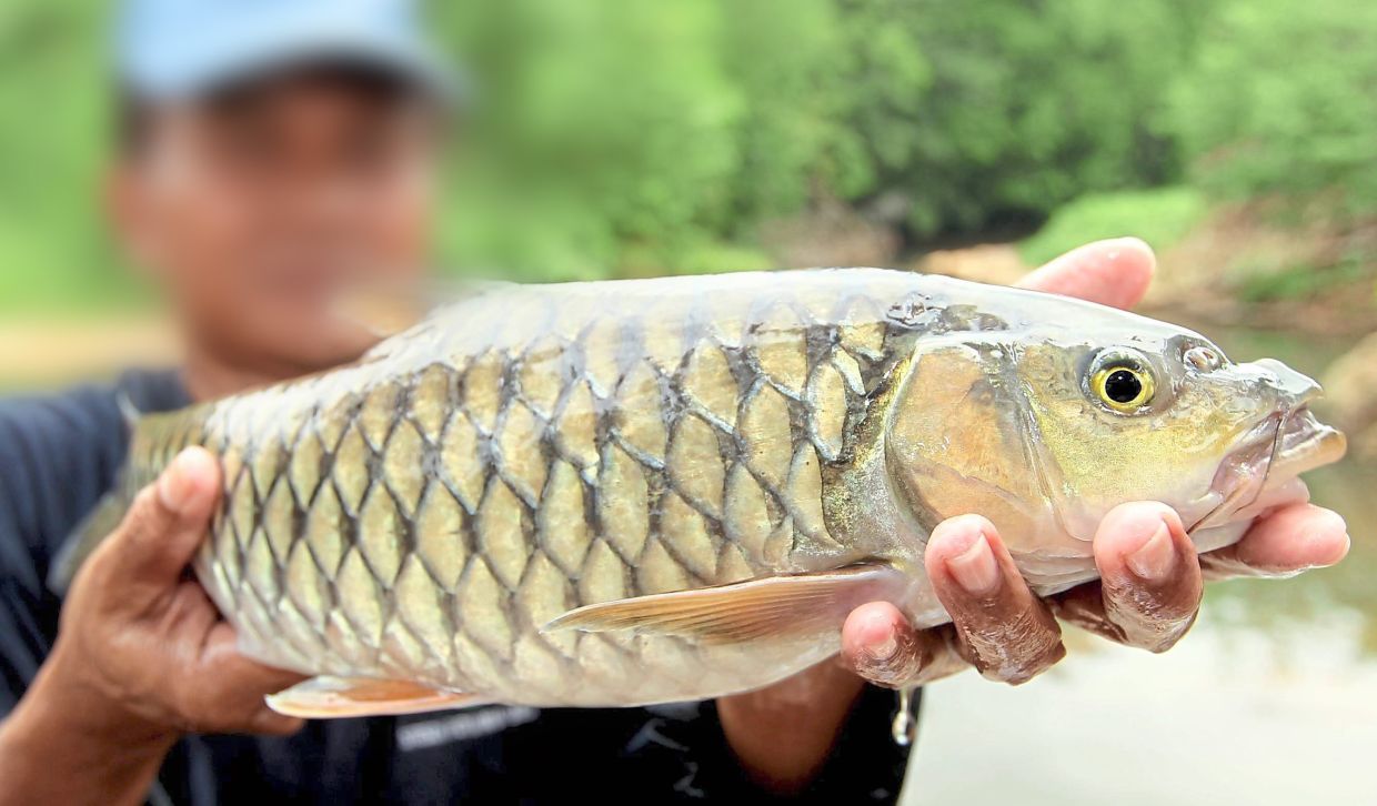 Gastronomical delight: The empurau fish is a prized catch in Sarawak. — ZULAZHAR SHEBLEE/THE STAR