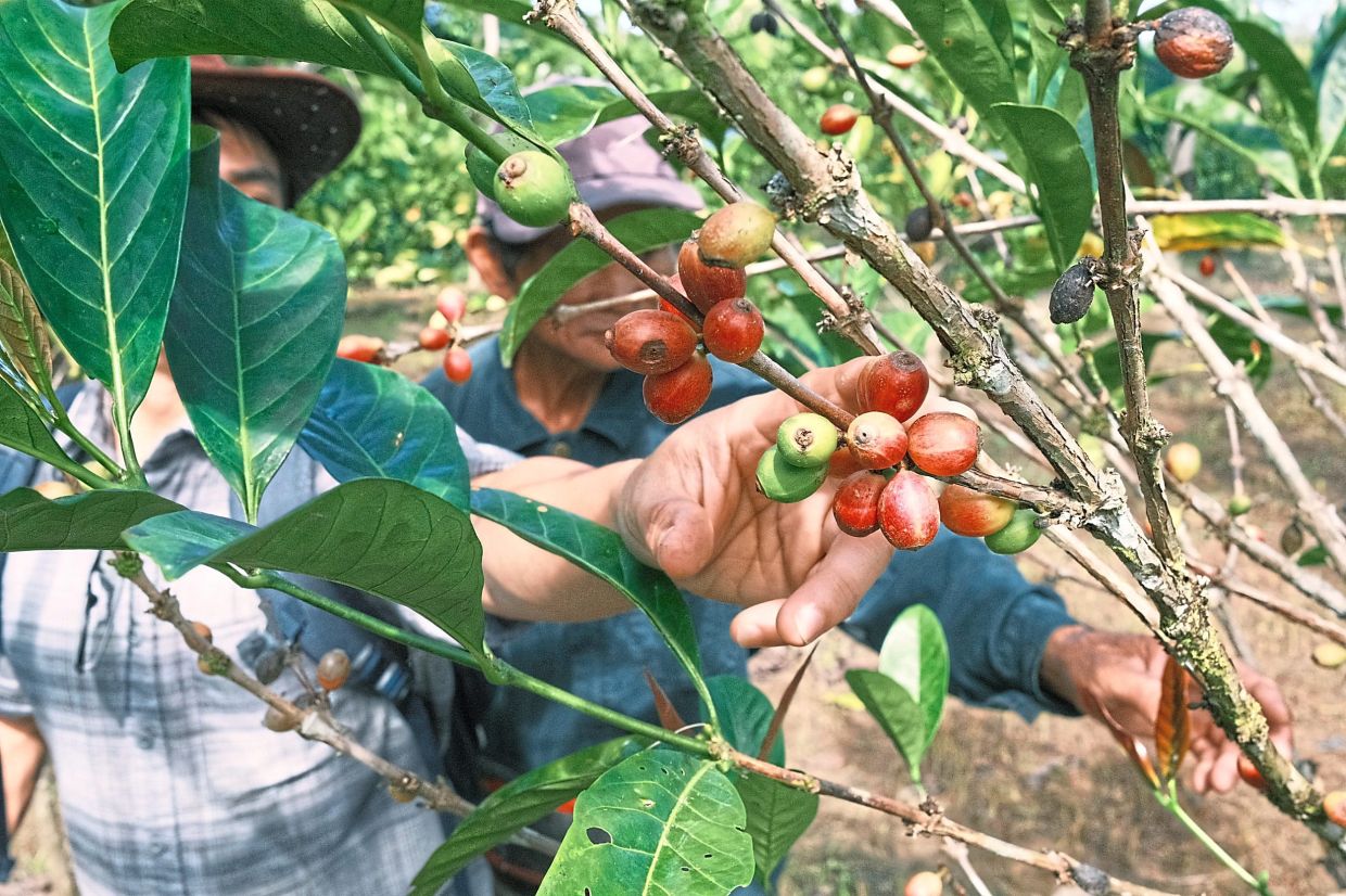 Coffee cultivation is getting attention in the Sarawak highlands. —Earthlings Coffee Workshop