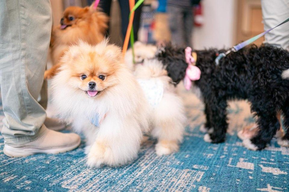 Holiday Inn Express & Suites Singapore Novena is hosting its first Paws & Pops: SG60 Pet Baking Workshop on July 27. - Photo: Holiday Inn Express & Suites Singapore Novena