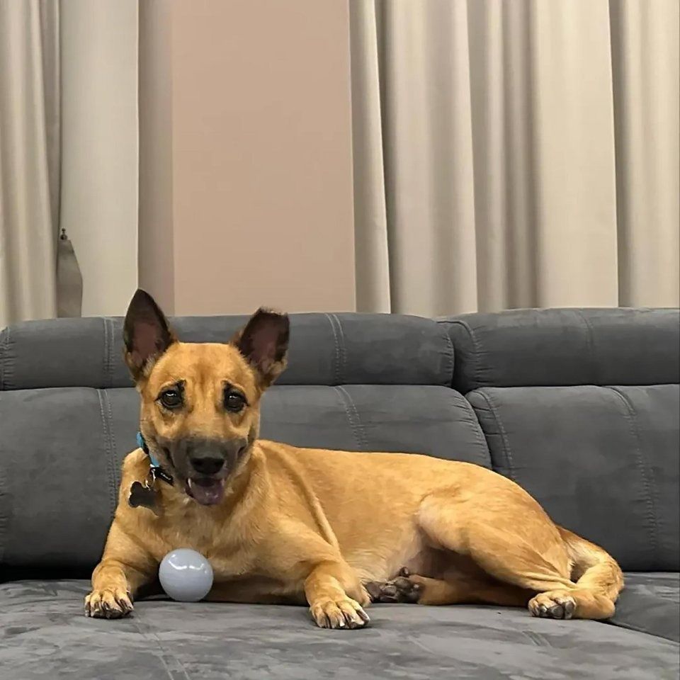 Every donation takes Causes For Animals a step closer to a Singapore where every dog and cat has a full belly, a clean bill of health and a shot at a forever home. - Photo: Causes For Animals