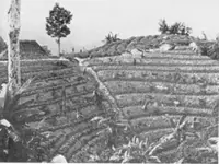Global recognition of a green lung