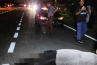 QuickCheck: Was a large tapir killed in a Pahang road accident recently?