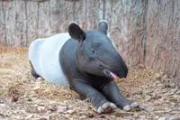 Dead tapir a 'regular visitor' to Cherating Mardi agro park