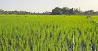 Laos launches climate-smart farming project in six provinces