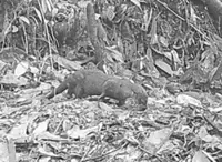 Eurasian otter spotted in Sabah