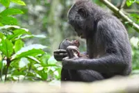 The chatter that made us human