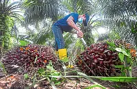 Plantation outlook stays neutral on steady stocks