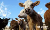 Foot-and-mouth disease outbreak reported near Mongolian capital, quarantine in effect until end of July