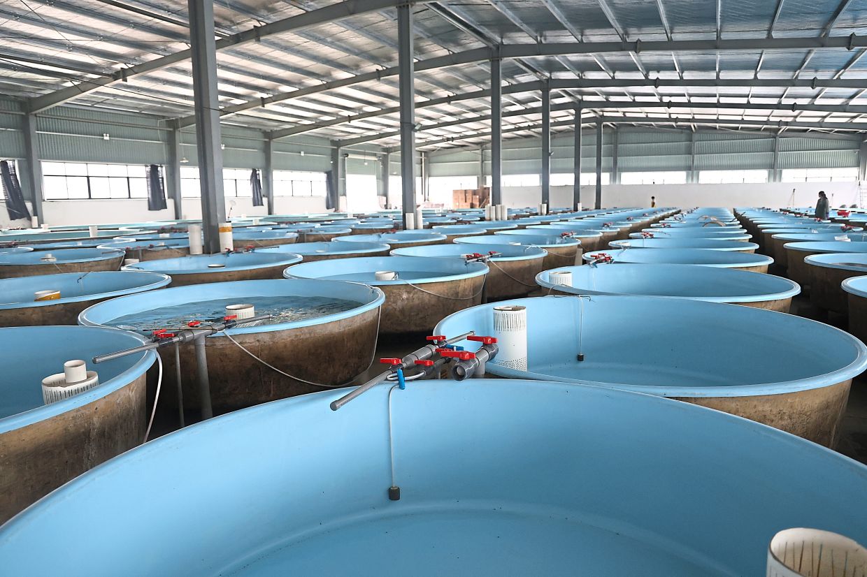 The sturgeon reared at the farm in China are grown in temperature-controlled tanks and are monitored closely at every growth stage. — Elegant Fine