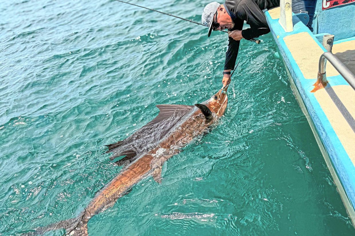 A gentle hold after a wild fight: The angler secures the sailfish by its bill, preparing for a quick release. Moments before, this fish was dancing across the waves in a high-speed battle of strength and skill.