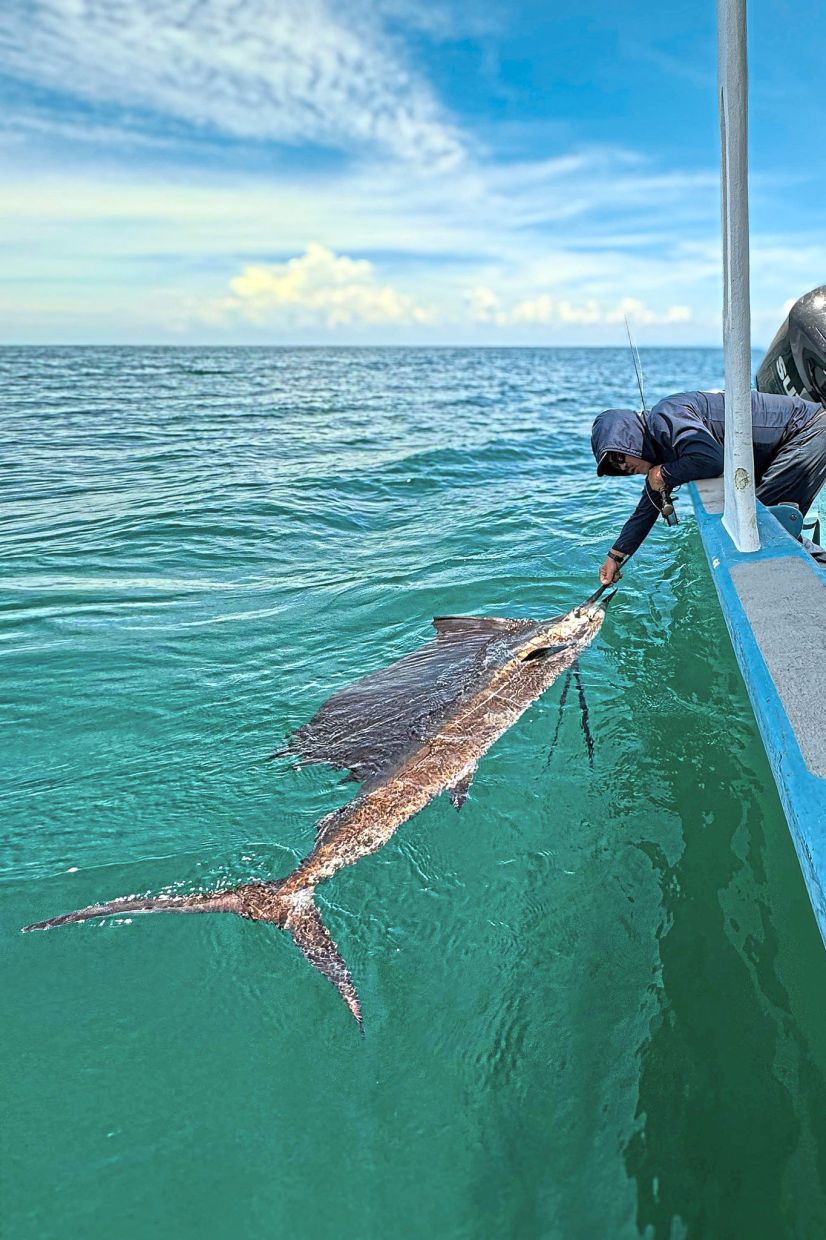With one final look, the sailfish is released back into the calm Rompin sea – a perfect example of catch and release in ethical sportfishing.