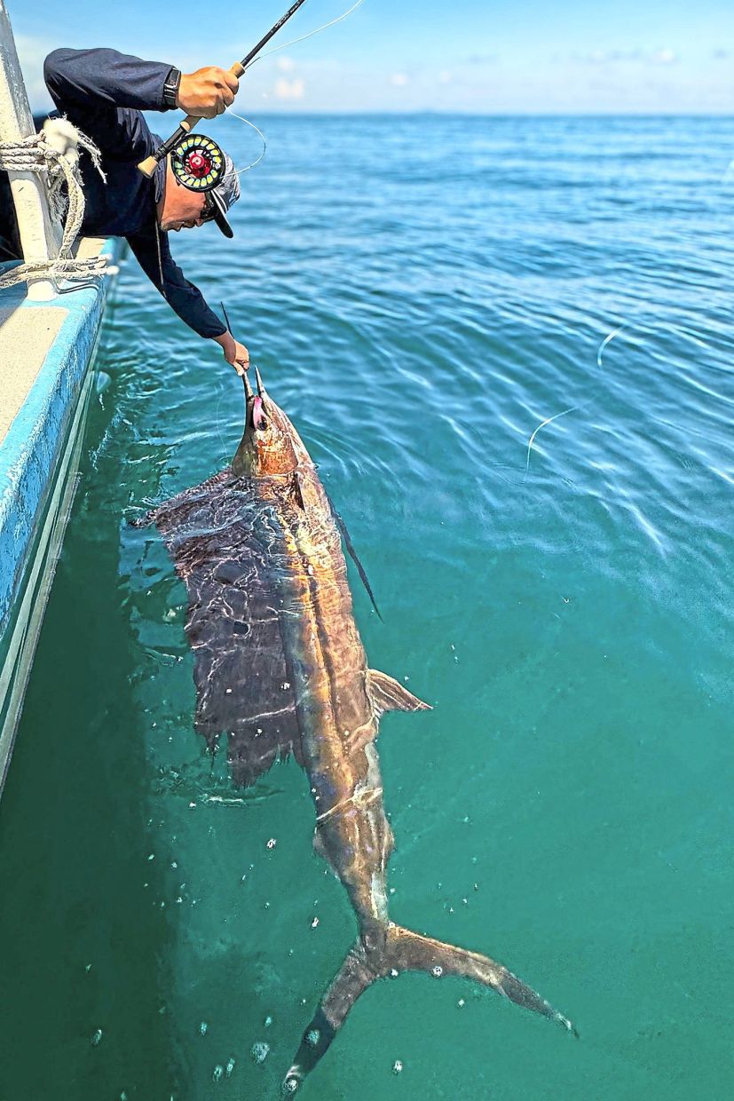 From the moment the sailfish strikes to when it’s brought next to the boat, every second is pure excitement — with the reel spinning wildly and adrenaline running high.