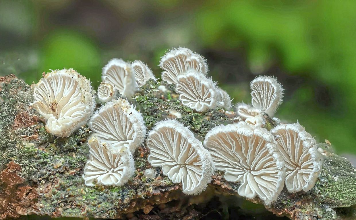 These white, fan-shaped Splitgills fungi resemble delicate coral reefs. Softly fringed and elegantly spaced, they are masters of decomposition and quiet beauty.