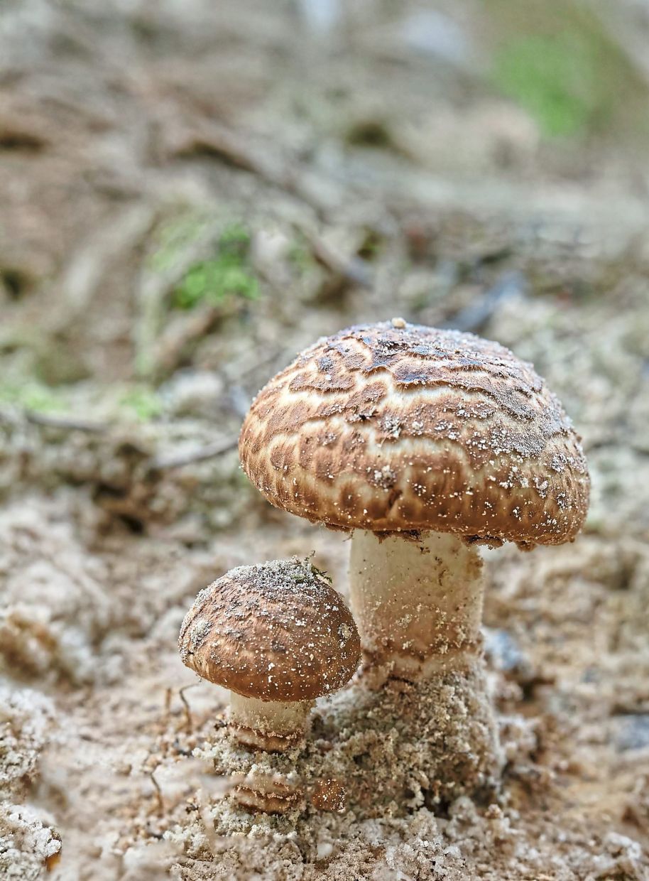A pair of Hymenagaricus splendidissimus mushrooms emerging from sandy soil, their caps dusted with debris. Strong and stout, they echo the resilience of fungi in even the harshest terrain.