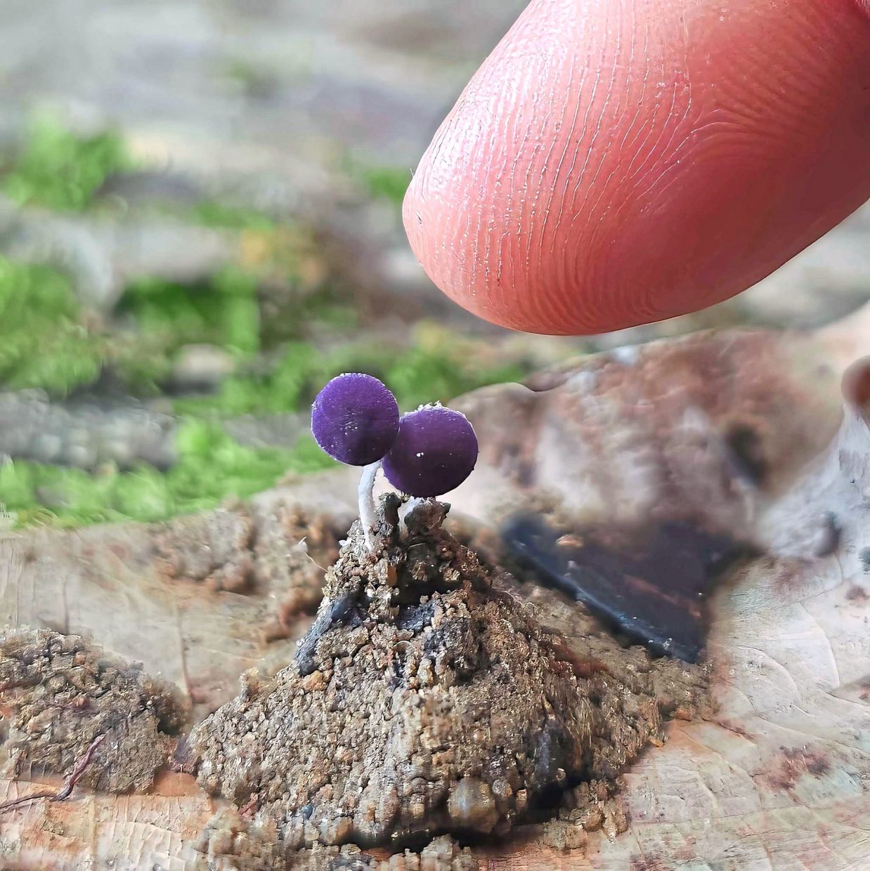 A fingertip dwarfs these purple Xanthagaricus ianthinus mushroom spheres, highlighting their incredible size or rather, their lack of it. It’s a humbling reminder that entire ecosystems can also thrive at tiny scales.