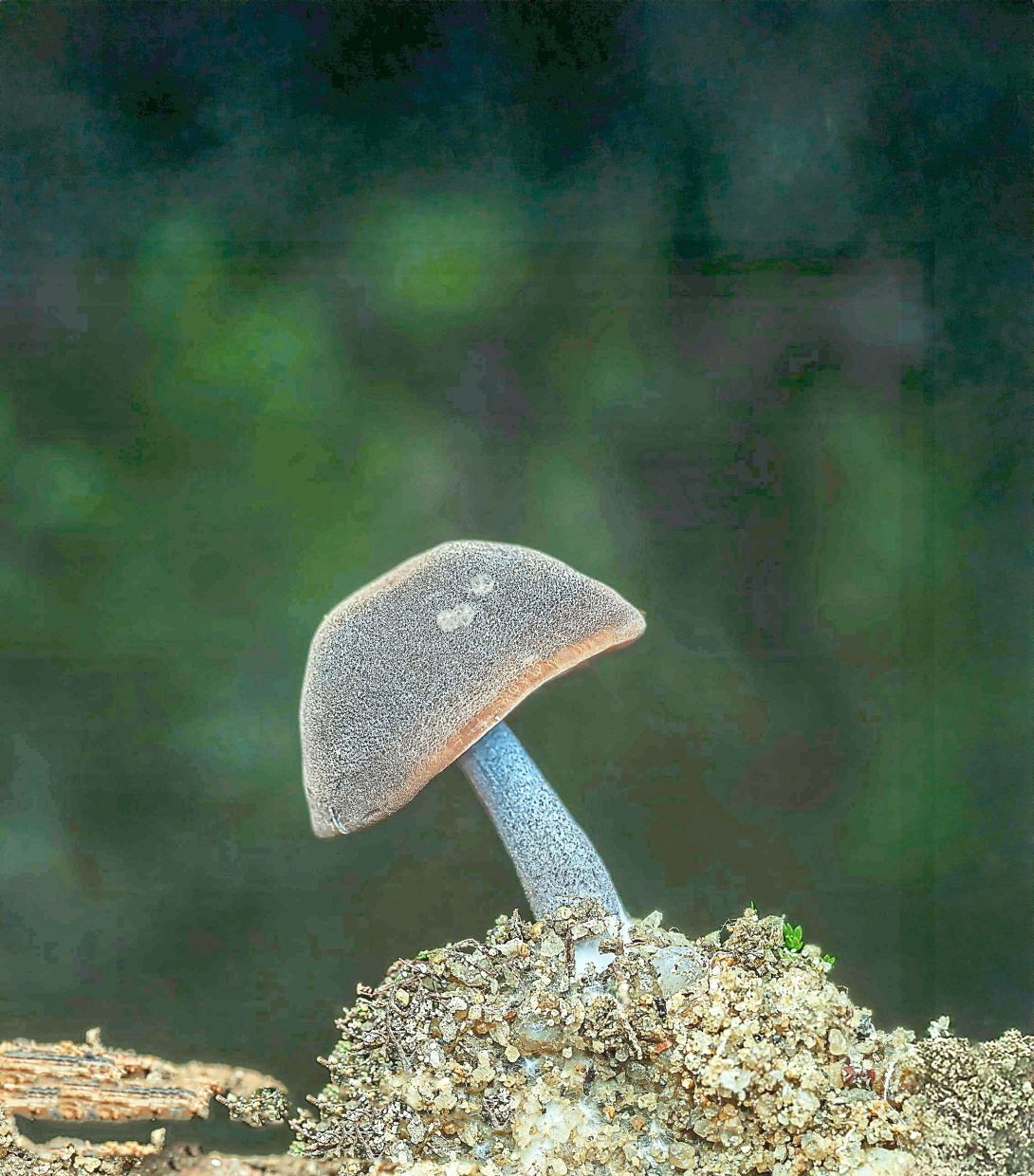 A single ­mushroom rising from the ­forest floor, its colour and ­posture making it a quiet standout in the undergrowth.
