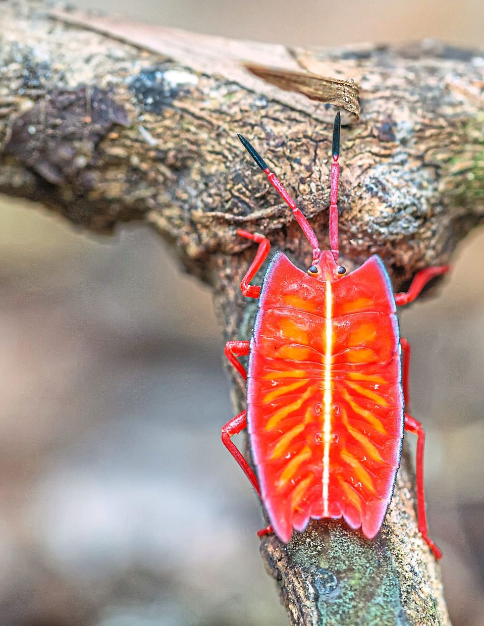 This striking shield bug is part of the forest’s miniature marvels, often overlooked but dazzling in form and colour.